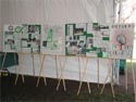 A collage of 'GreenPrints' constructed by the students of the Cook History Project