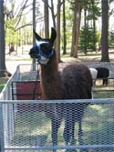 No Ag. Field Day would be complete without the petting zoo, including Llama this year