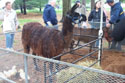 The llama at the petting zoo