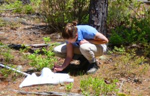 Julia Brennan surveying the tick population.