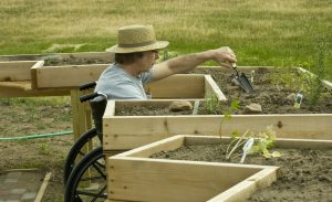 man in a wheelchair tending a garden in an enabling bed